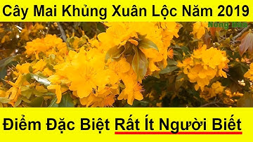 Cây Mai Vàng 2 Tỷ Nổi Tiếng Đẹp Nhất Ở Xuân Lộc Đồng Nai Tết Kỷ Hợi 2019 | Học làm Nông Dân