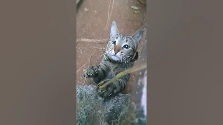 Video 9976841: cats pets catlover funny, pets love catlover funny