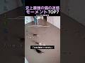 史上最強の猫の迷惑モーメントTOP7