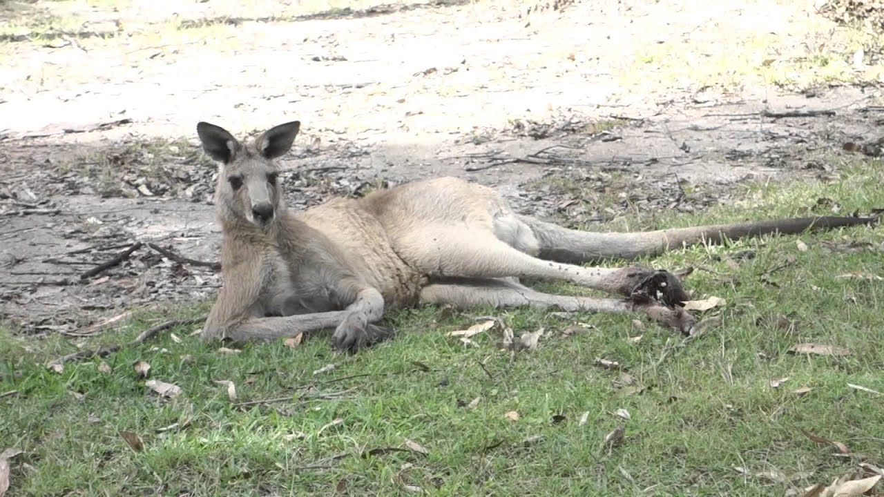 Tame Kangaroo Fatally Injured By A Domestic Dog, 1.