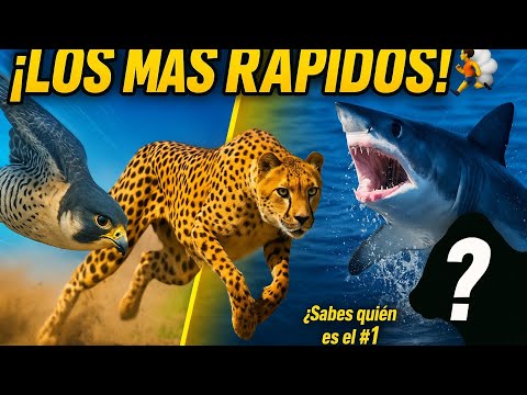 ¿Cuál es el
