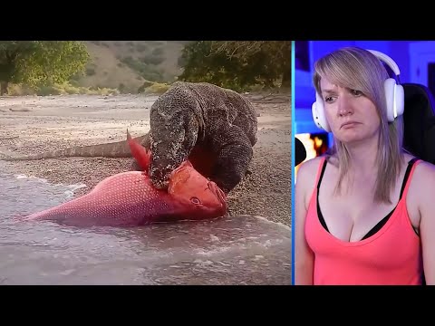 15 Brutal Komodo Dragons Hunting Mercilessly In The Wild Part 1 | Pets House