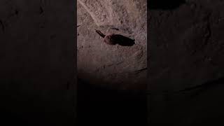 Two Small Sleeping Bats In a Cave