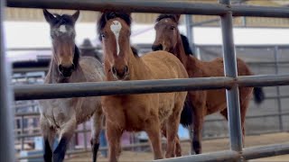 A day at a MUSTANG ADOPTION (I saw a CURLY!!) by The Project Equestrian 30,679 views 1 month ago 29 minutes