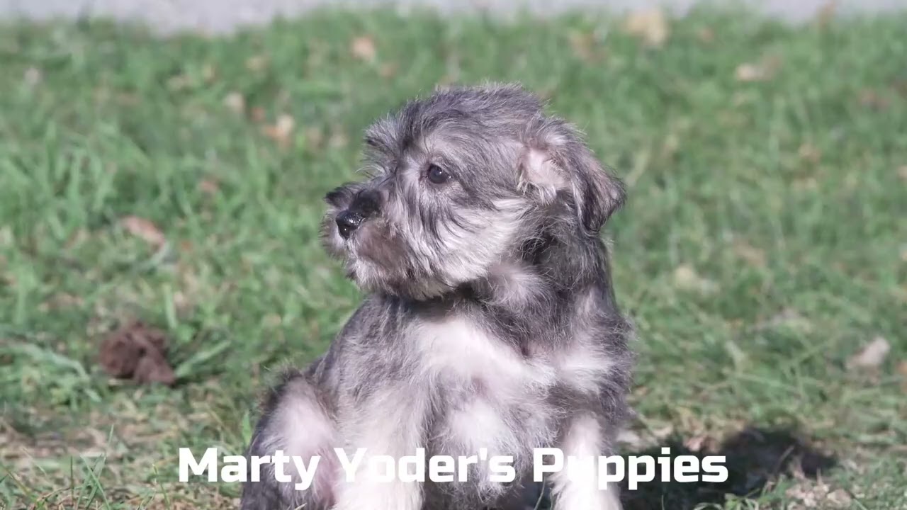 Full Grown Mini Schnauzer Miniature Schnauzer Cross Miniature