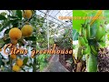 Citrus greenhouse. Winter Garden. Relax. Oranges, lemons, bananas. Botanical Garden.