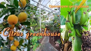 Citrus greenhouse. Winter Garden. Relax. Oranges, lemons, bananas. Botanical Garden.