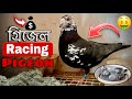 গ্রিজেল রেসার কবুতরের দাম কত? কোথায় পাবো! grizzle racing pigeon price in Bangladesh & India.