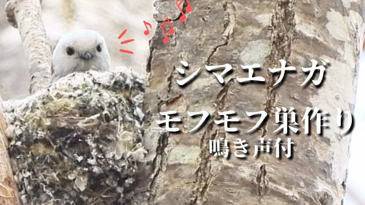 天然野生＊野鳥＊とっても可愛い枝付き【鳥の巣】巣＊小鳥の巣＊ネイティブオブジェ 天然野生＊野鳥＊とっても可愛い枝付き【鳥の巣】巣＊小鳥の巣