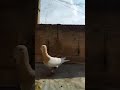 مخلف شرابي قمة في الجمال 