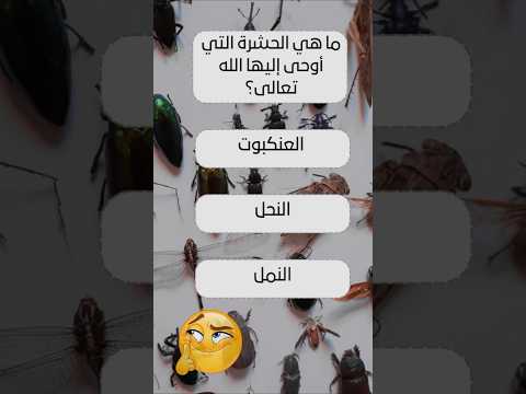 هل تعلم ما هي الحشرة التي أوحى إليها الله سؤال وجواب اسئلة دينية حقائق قرآنية ثقافة عامة