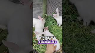 El Hombre Fue Engañado Por El Vendedor De Conejos