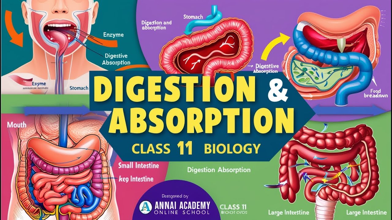 Mastering Digestion & Absorption: Unlock Class 11 Biology Secrets ...