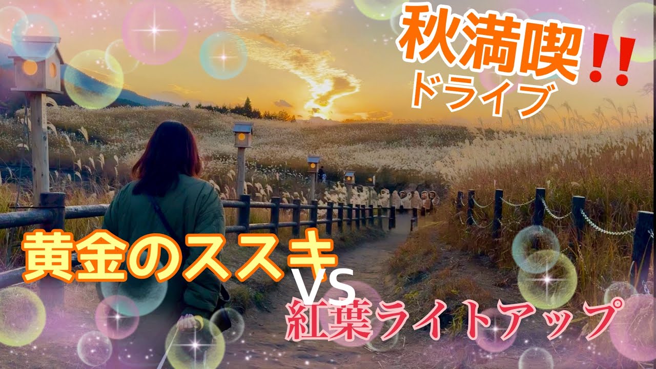 一生に一度は行くべき絶景！　曽爾高原と談山神社　黄金のススキと紅葉ライトアップ