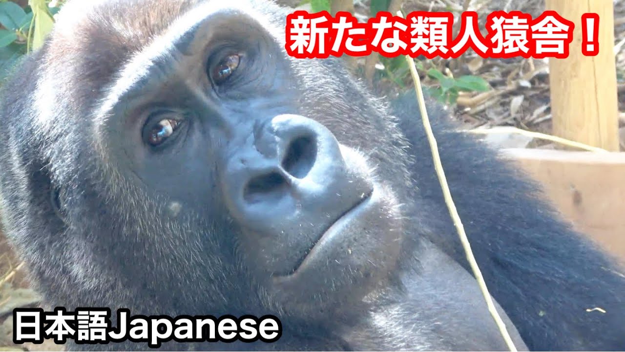 【え？報告】モモタロウ家族の未来。副園長からの話　京都市動物園、ゴリラ　＜日本語版 Japanese version＞