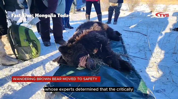 FAST 5IVE: MONGOLIA TODAY (Wandering brown bear moved to safety)