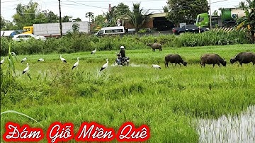 Buổi Giỗ Ấm Áp Giữa Trời Mưa Ngập Đồng – Khách Vẫn Đến Đông Đủ