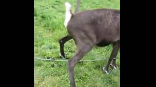 Deer Urinating On The Gr