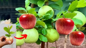 Amazing technique for propagating guava tree in apple from Coca-Cola. 🌿🍎