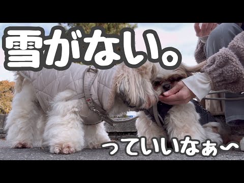 [シーズー多頭飼い]市街地へお散歩/息子が来たらこうなる…日常