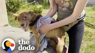 Rescued Threelegged Dog Completely Transforms Once He Is Safe | The Dodo