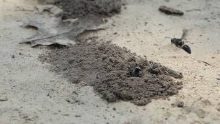 Smoky-winged Beetle Bandit Wasps hang out in sandy patch