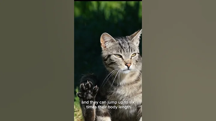 Mind-Blowing Cat Facts You Didn’t Know!