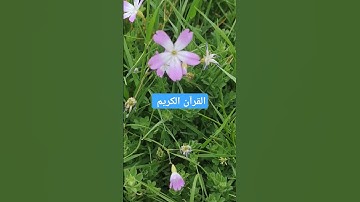 القرآن الكريم بصوت جميل #قرآن #اكسبلور #القرآن_الكريم #تيك_توك #quran #لايك #عبدالرحمن_مسعد #ترند