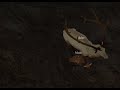 Growing up as a calf (mostly albino sub bull) Horrible Quality Sorry!