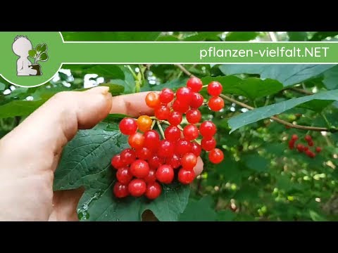 Video: Wie Man Rote Viburnum-Marmelade Macht