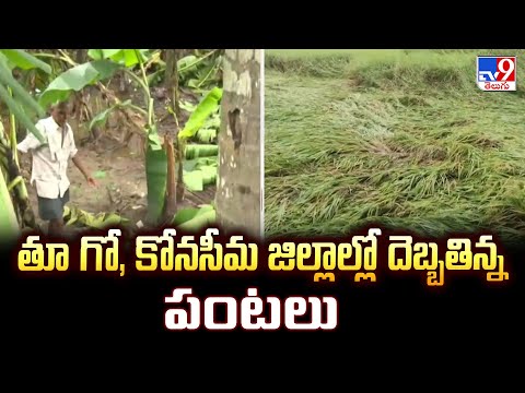 Cyclone Montha : తూ గో, కోనసీమ జిల్లాల్లో దెబ్బతిన్న పంటలు - TV9 - TV9