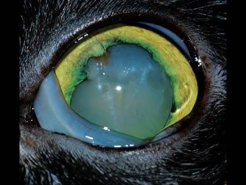 Video: Tratamente Pentru Cataractă - Pisici