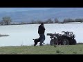 DOG TRAINING - AKC SENIOR RETRIEVER HUNT TEST WATER SERIES