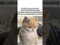😅 #youtubeshorts #funny #aestheic #shorts #tweetreels #trending #cat #song