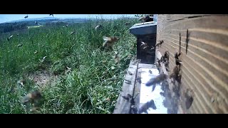 Live Bienen Am 12.05.2023