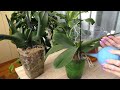 Орхидеи ОНА ЗАЦВЕЛА / Удобрения в закрытой и полузакрытой посадке/ Не отломить цветонос при фиксации