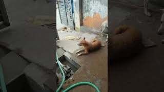 rose gaduuu#cuteanimal#love#cutepet#pets#petlover