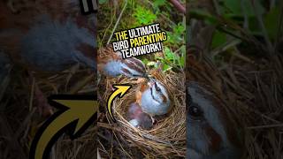 🪹 The Ultimate Bird Parenting Teamwork! ❤️ #shorts