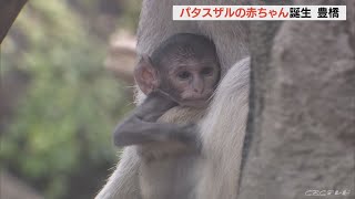 パタスザルの赤ちゃんが誕生　母親にしがみつきスクスクと成長　愛知・豊橋市(2022/8/30)