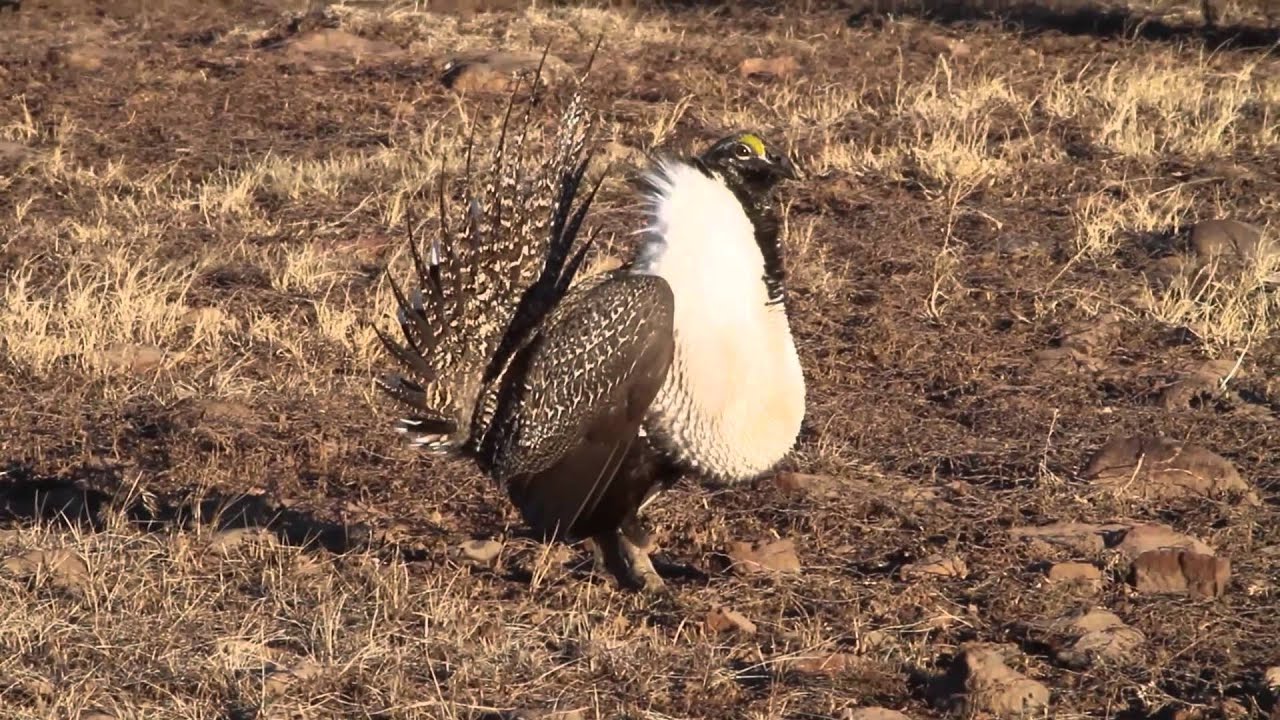 hunting simulator pc Sage Grouse of Utah's Parker Mountain.
