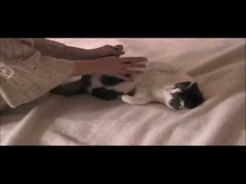 Wild Kitty Movie