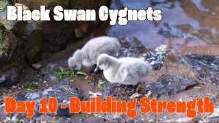 Black Swan Cygnets in Dawlish - Day 10