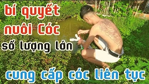 Trại cóc chia sẻ bí quyết nuôi Cóc thành công với số lượng lớn để cung cấp ra thị trường