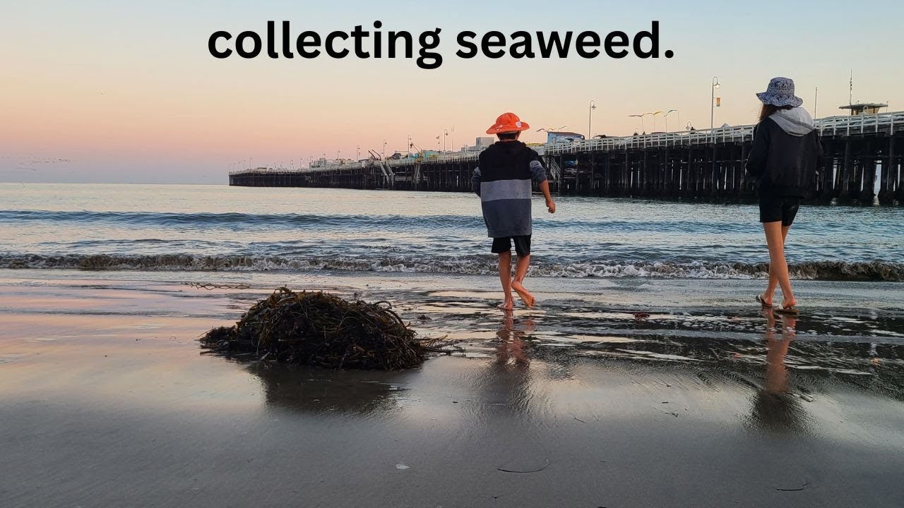 collecting seaweed.