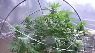 Cannabis Girls Taking A Bath
