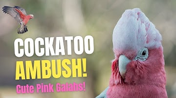 Pink and Grey Cockatoo Pair Troubles! 💔 Rose-Breasted Galah Drama 🦜