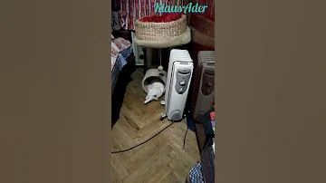 Где обитают бегемоты