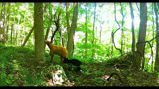 : WV Trail Cam Captures for 2022