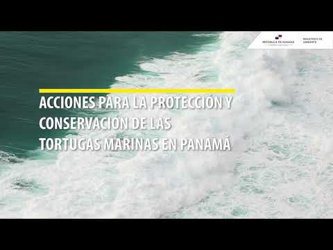 Acciones para la Protección y Conservación de las Tortugas Marinas en Panamá | COP10 CIT