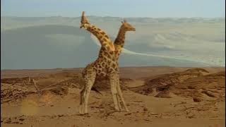 Toto - Africa (Moreno J Remix)